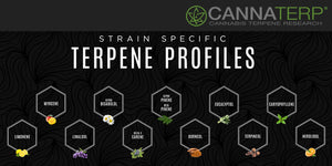 Terpene Profiles